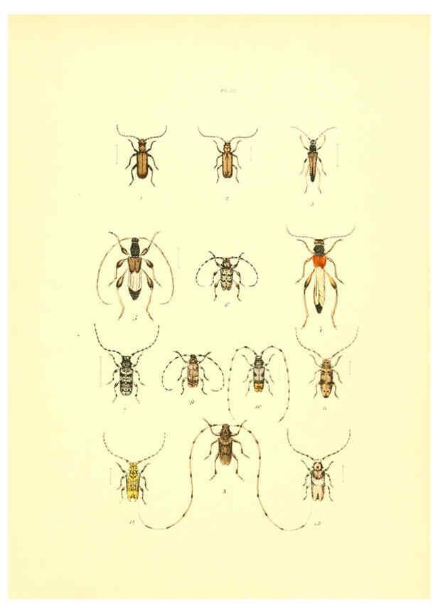 Reproducción/Reproduction 6008161597: Musée entomologique illustré t.1 Paris :Rothschild,1876-1878