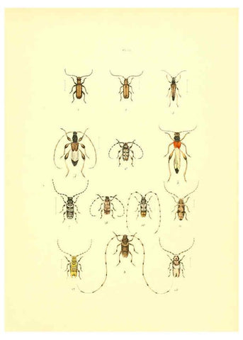 Reproducción/Reproduction 6008161597: Musée entomologique illustré t.1 Paris :Rothschild,1876-1878