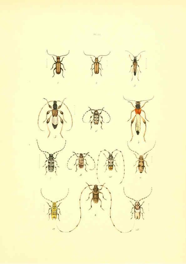 Reproducción/Reproduction 6008161597: Musée entomologique illustré t.1 Paris :Rothschild,1876-1878