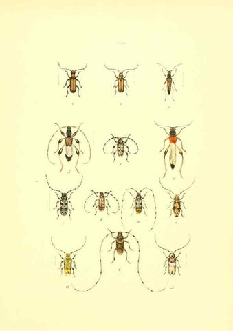Reproducción/Reproduction 6008161597: Musée entomologique illustré t.1 Paris :Rothschild,1876-1878