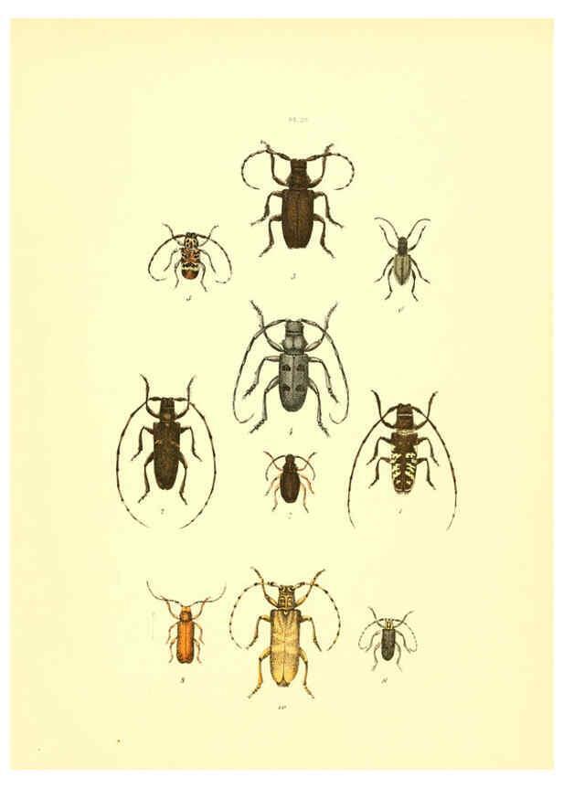 Reproducción/Reproduction 6008161763: Musée entomologique illustré t.1 Paris :Rothschild,1876-1878
