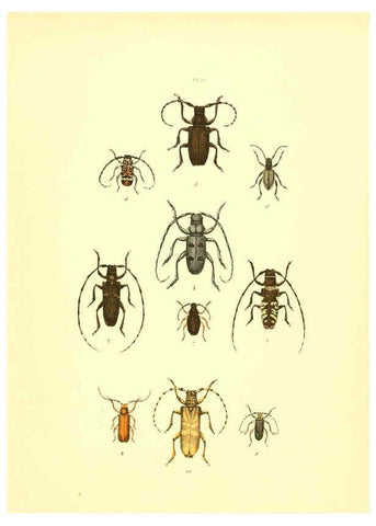 Reproducción/Reproduction 6008161763: Musée entomologique illustré t.1 Paris :Rothschild,1876-1878