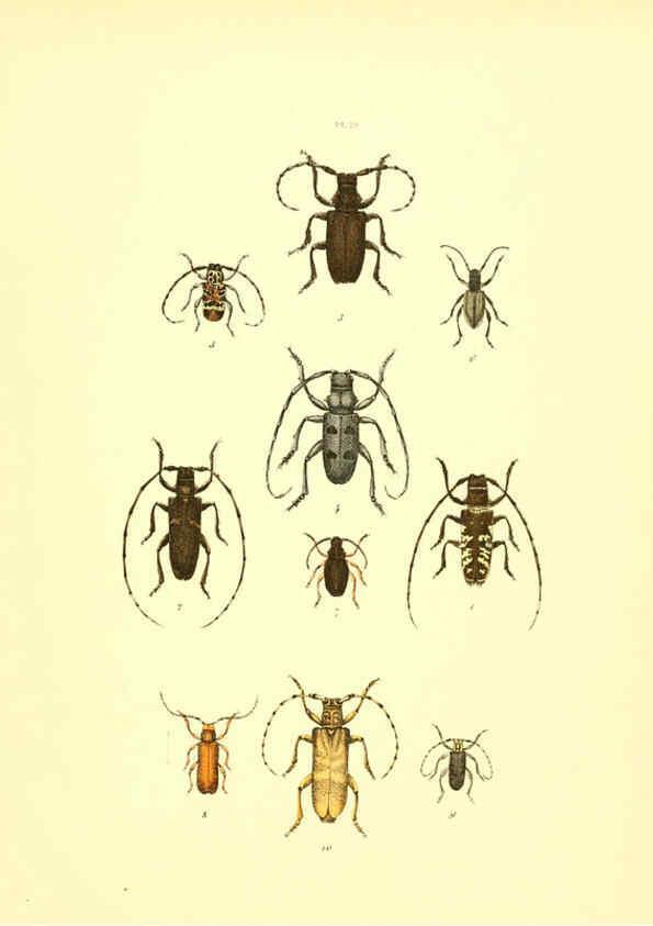 Reproducción/Reproduction 6008161763: Musée entomologique illustré t.1 Paris :Rothschild,1876-1878