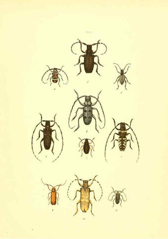 Reproducción/Reproduction 6008161763: Musée entomologique illustré t.1 Paris :Rothschild,1876-1878