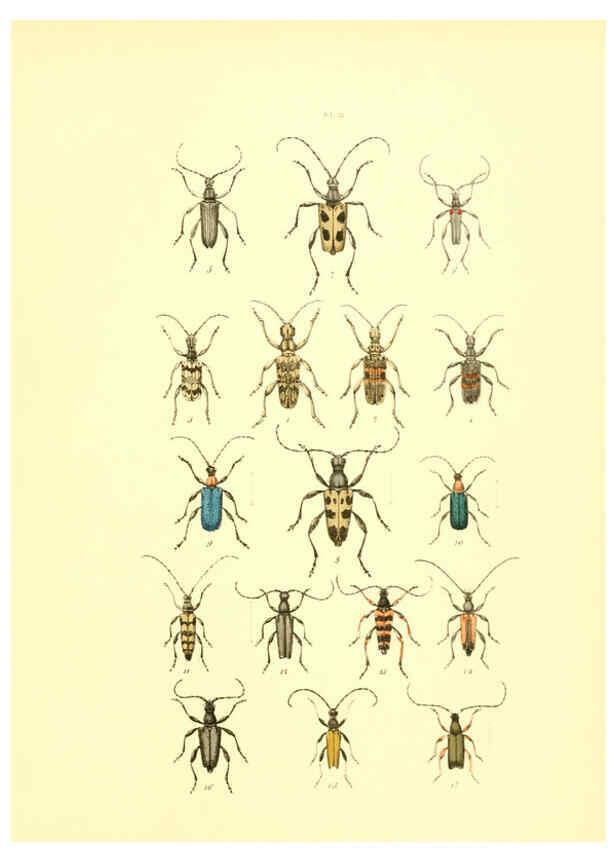 Reproducción/Reproduction 6008709496: Musée entomologique illustré t.1 Paris :Rothschild,1876-1878