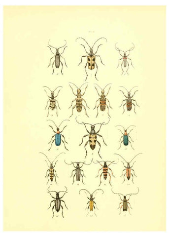 Reproducción/Reproduction 6008709496: Musée entomologique illustré t.1 Paris :Rothschild,1876-1878