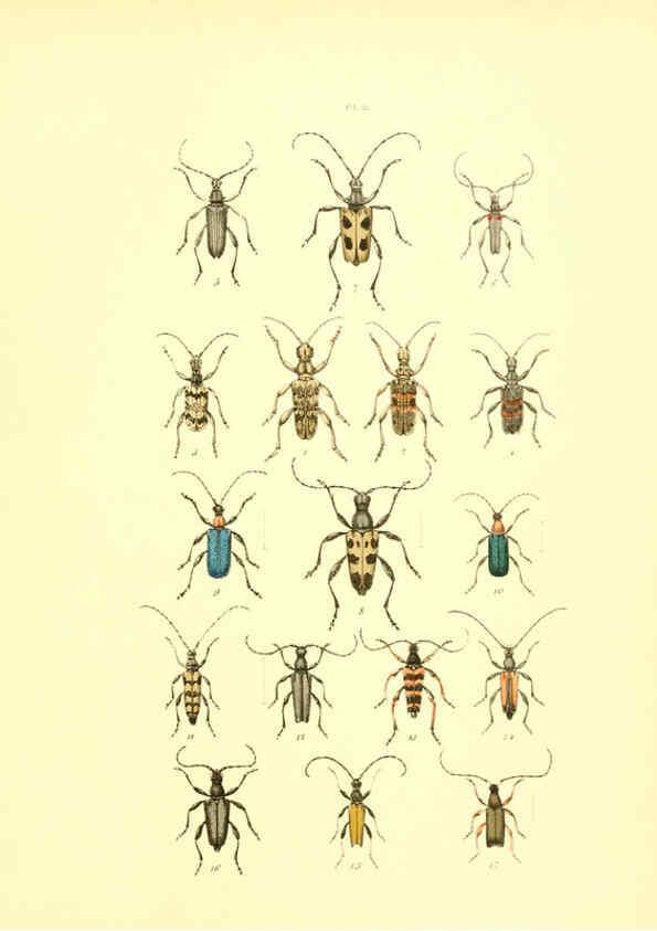 Reproducción/Reproduction 6008709496: Musée entomologique illustré t.1 Paris :Rothschild,1876-1878