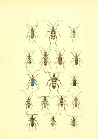 Reproducción/Reproduction 6008709496: Musée entomologique illustré t.1 Paris :Rothschild,1876-1878