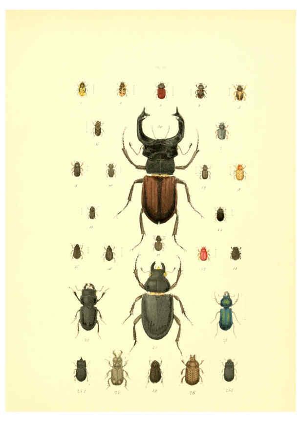 Reproducción/Reproduction 6008157993: Musée entomologique illustré t.1 Paris :Rothschild,1876-1878