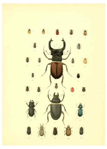Reproducción/Reproduction 6008157993: Musée entomologique illustré t.1 Paris :Rothschild,1876-1878