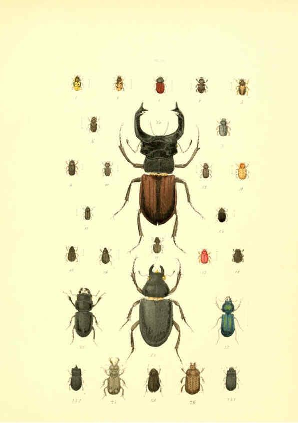 Reproducción/Reproduction 6008157993: Musée entomologique illustré t.1 Paris :Rothschild,1876-1878
