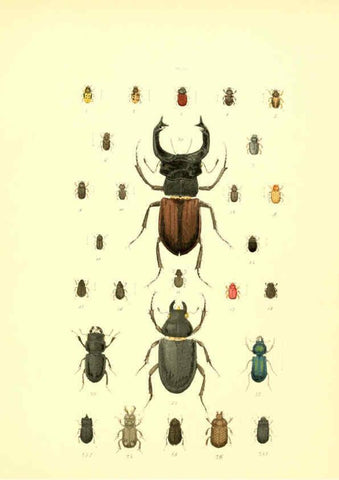 Reproducción/Reproduction 6008157993: Musée entomologique illustré t.1 Paris :Rothschild,1876-1878