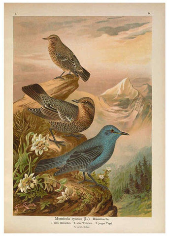 Reproducción/Reproduction 6008180925: Naumann, Naturgeschichte der Vögel Mitteleuropas. v.1 Gera-Untermhaus,F.E. Köhler,1897-1905 [v.1, 1905] 
