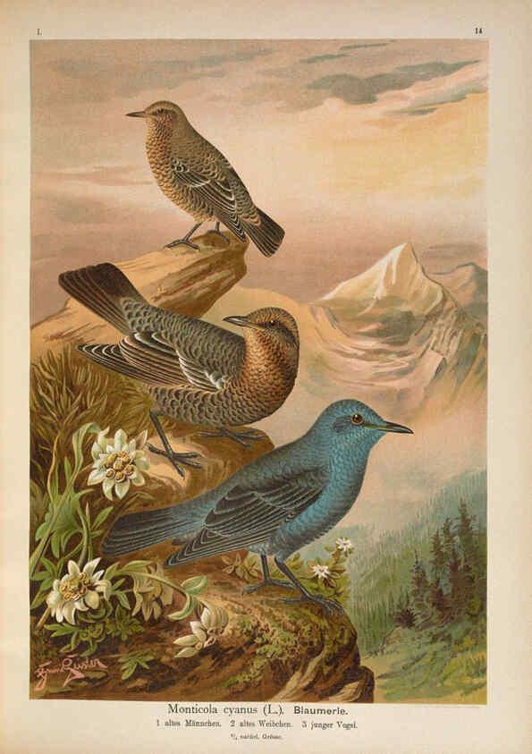 Reproducción/Reproduction 6008180925: Naumann, Naturgeschichte der Vögel Mitteleuropas. v.1 Gera-Untermhaus,F.E. Köhler,1897-1905 [v.1, 1905] 