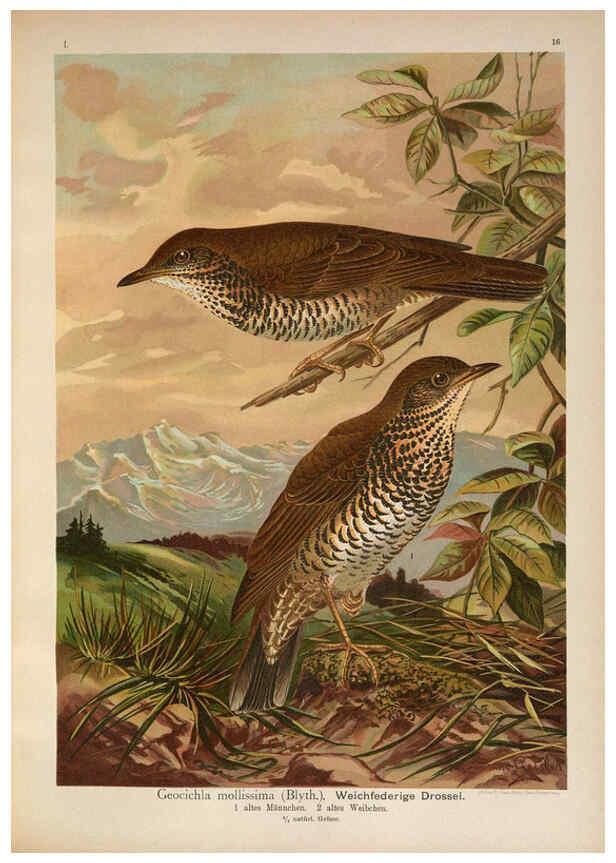 Reproducción/Reproduction 6008728526: Naumann, Naturgeschichte der Vögel Mitteleuropas. v.1 Gera-Untermhaus,F.E. Köhler,1897-1905 [v.1, 1905] 