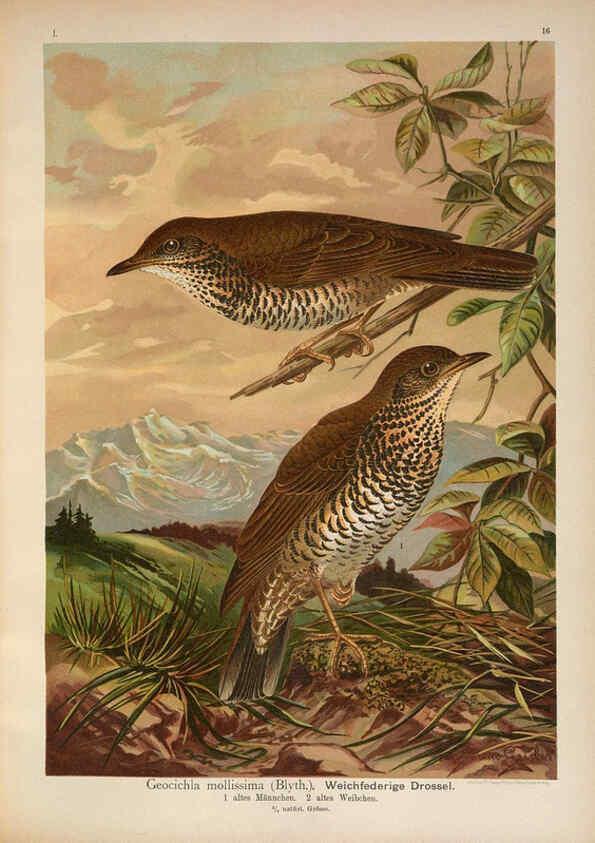 Reproducción/Reproduction 6008728526: Naumann, Naturgeschichte der Vögel Mitteleuropas. v.1 Gera-Untermhaus,F.E. Köhler,1897-1905 [v.1, 1905] 