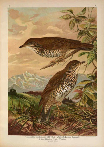 Reproducción/Reproduction 6008728526: Naumann, Naturgeschichte der Vögel Mitteleuropas. v.1 Gera-Untermhaus,F.E. Köhler,1897-1905 [v.1, 1905] 