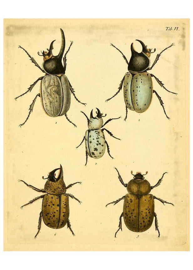 Reproducción/Reproduction 6008780004: Abbildungen zu Karl Illiger's Uebersetzung von Olivier's Entomologie plates Nürnberg :Gedruckt auf Kosten des Herausgebers,1802-1803