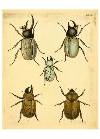 Reproducción/Reproduction 6008780004: Abbildungen zu Karl Illiger's Uebersetzung von Olivier's Entomologie plates Nürnberg :Gedruckt auf Kosten des Herausgebers,1802-1803