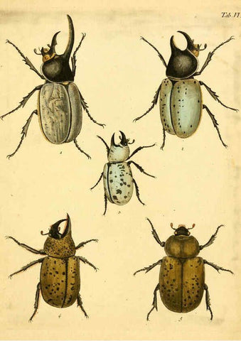 Reproducción/Reproduction 6008780004: Abbildungen zu Karl Illiger's Uebersetzung von Olivier's Entomologie plates Nürnberg :Gedruckt auf Kosten des Herausgebers,1802-1803