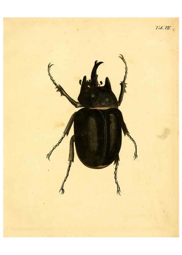 Reproducción/Reproduction 6008232949: Abbildungen zu Karl Illiger's Uebersetzung von Olivier's Entomologie plates Nürnberg :Gedruckt auf Kosten des Herausgebers,1802-1803