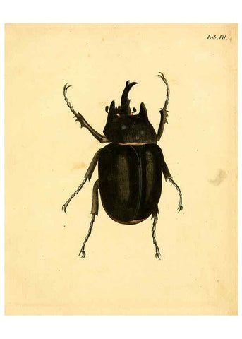 Reproducción/Reproduction 6008232949: Abbildungen zu Karl Illiger's Uebersetzung von Olivier's Entomologie plates Nürnberg :Gedruckt auf Kosten des Herausgebers,1802-1803