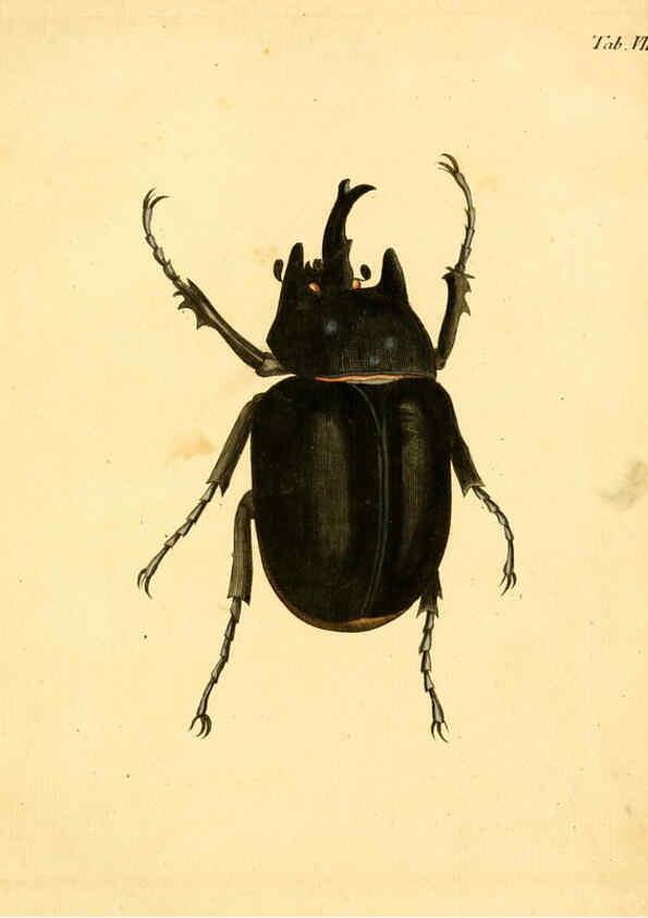 Reproducción/Reproduction 6008232949: Abbildungen zu Karl Illiger's Uebersetzung von Olivier's Entomologie plates Nürnberg :Gedruckt auf Kosten des Herausgebers,1802-1803