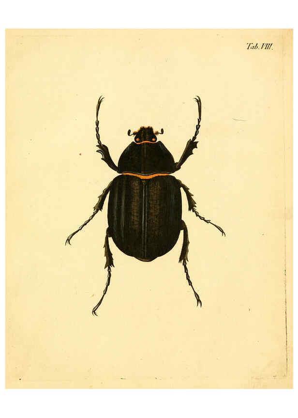 Reproducción/Reproduction 6008780758: Abbildungen zu Karl Illiger's Uebersetzung von Olivier's Entomologie plates Nürnberg :Gedruckt auf Kosten des Herausgebers,1802-1803