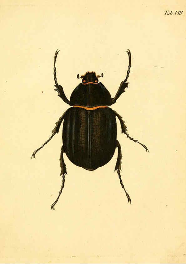 Reproducción/Reproduction 6008780758: Abbildungen zu Karl Illiger's Uebersetzung von Olivier's Entomologie plates Nürnberg :Gedruckt auf Kosten des Herausgebers,1802-1803
