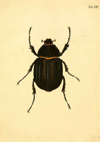Reproducción/Reproduction 6008780758: Abbildungen zu Karl Illiger's Uebersetzung von Olivier's Entomologie plates Nürnberg :Gedruckt auf Kosten des Herausgebers,1802-1803