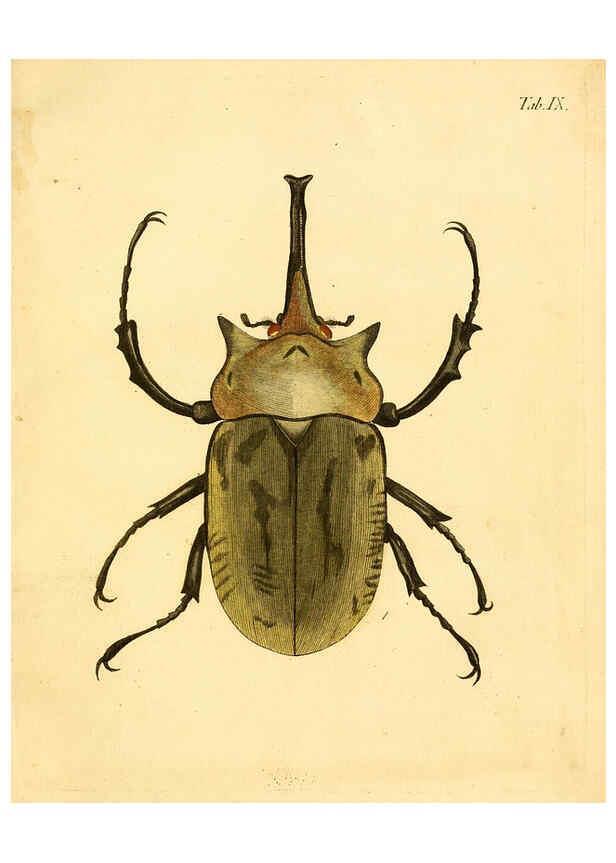 Reproducción/Reproduction 6008781054: Abbildungen zu Karl Illiger's Uebersetzung von Olivier's Entomologie plates Nürnberg :Gedruckt auf Kosten des Herausgebers,1802-1803