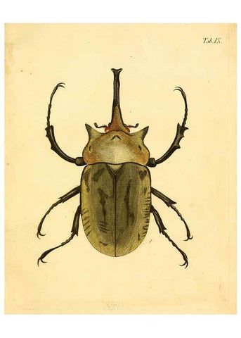 Reproducción/Reproduction 6008781054: Abbildungen zu Karl Illiger's Uebersetzung von Olivier's Entomologie plates Nürnberg :Gedruckt auf Kosten des Herausgebers,1802-1803