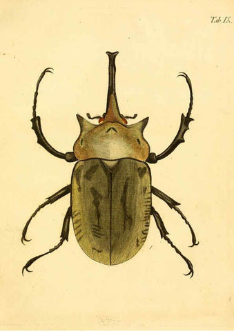 Reproducción/Reproduction 6008781054: Abbildungen zu Karl Illiger's Uebersetzung von Olivier's Entomologie plates Nürnberg :Gedruckt auf Kosten des Herausgebers,1802-1803