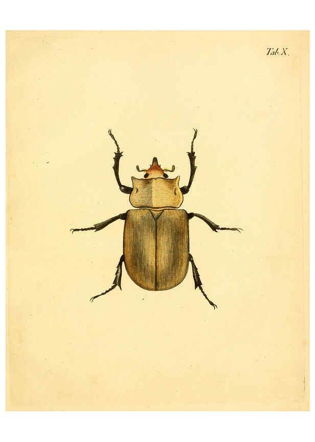 Reproducción/Reproduction 6008781300: Abbildungen zu Karl Illiger's Uebersetzung von Olivier's Entomologie plates Nürnberg :Gedruckt auf Kosten des Herausgebers,1802-1803