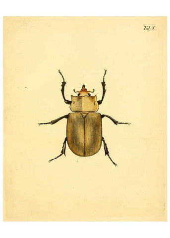 Reproducción/Reproduction 6008781300: Abbildungen zu Karl Illiger's Uebersetzung von Olivier's Entomologie plates Nürnberg :Gedruckt auf Kosten des Herausgebers,1802-1803