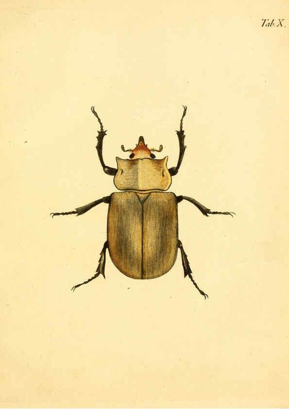 Reproducción/Reproduction 6008781300: Abbildungen zu Karl Illiger's Uebersetzung von Olivier's Entomologie plates Nürnberg :Gedruckt auf Kosten des Herausgebers,1802-1803