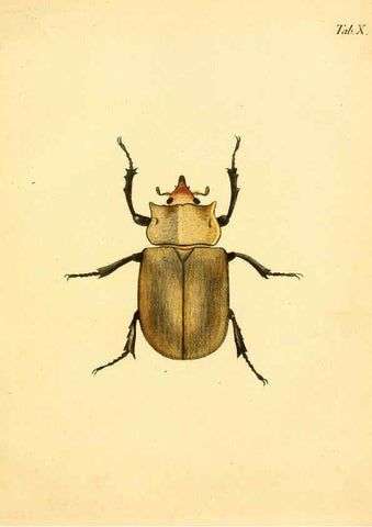 Reproducción/Reproduction 6008781300: Abbildungen zu Karl Illiger's Uebersetzung von Olivier's Entomologie plates Nürnberg :Gedruckt auf Kosten des Herausgebers,1802-1803