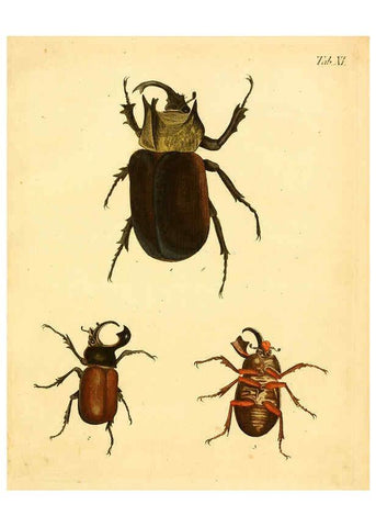 Reproducción/Reproduction 6008781470: Abbildungen zu Karl Illiger's Uebersetzung von Olivier's Entomologie plates Nürnberg :Gedruckt auf Kosten des Herausgebers,1802-1803