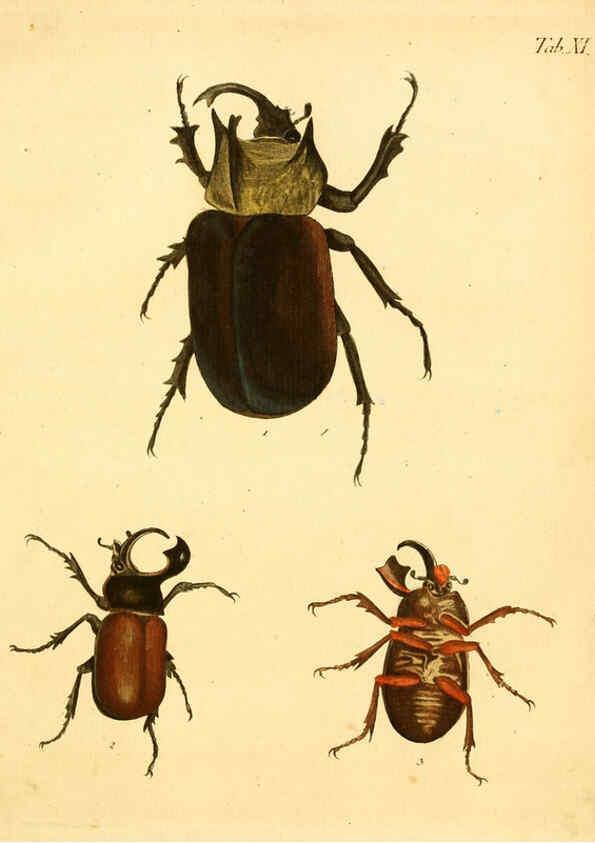 Reproducción/Reproduction 6008781470: Abbildungen zu Karl Illiger's Uebersetzung von Olivier's Entomologie plates Nürnberg :Gedruckt auf Kosten des Herausgebers,1802-1803