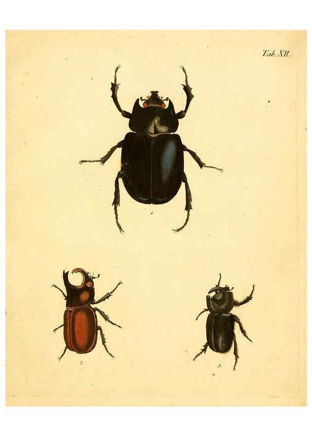 Reproducción/Reproduction 6008781734: Abbildungen zu Karl Illiger's Uebersetzung von Olivier's Entomologie plates Nürnberg :Gedruckt auf Kosten des Herausgebers,1802-1803