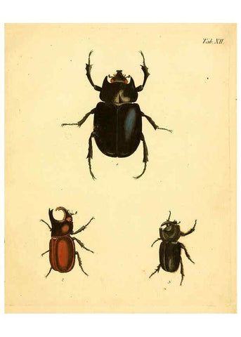 Reproducción/Reproduction 6008781734: Abbildungen zu Karl Illiger's Uebersetzung von Olivier's Entomologie plates Nürnberg :Gedruckt auf Kosten des Herausgebers,1802-1803