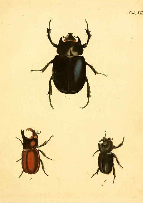 Reproducción/Reproduction 6008781734: Abbildungen zu Karl Illiger's Uebersetzung von Olivier's Entomologie plates Nürnberg :Gedruckt auf Kosten des Herausgebers,1802-1803