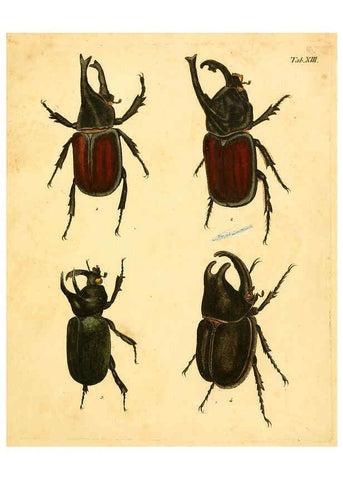 Reproducción/Reproduction 6008781924: Abbildungen zu Karl Illiger's Uebersetzung von Olivier's Entomologie plates Nürnberg :Gedruckt auf Kosten des Herausgebers,1802-1803