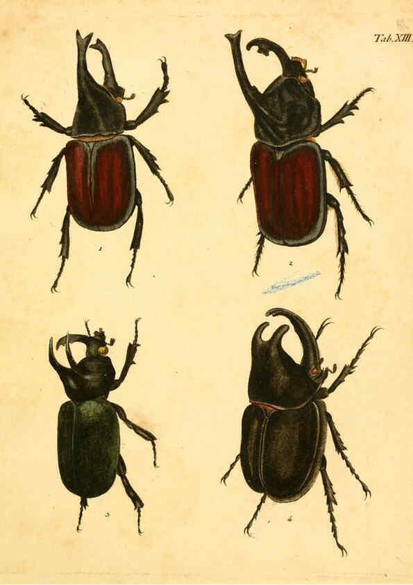 Reproducción/Reproduction 6008781924: Abbildungen zu Karl Illiger's Uebersetzung von Olivier's Entomologie plates Nürnberg :Gedruckt auf Kosten des Herausgebers,1802-1803