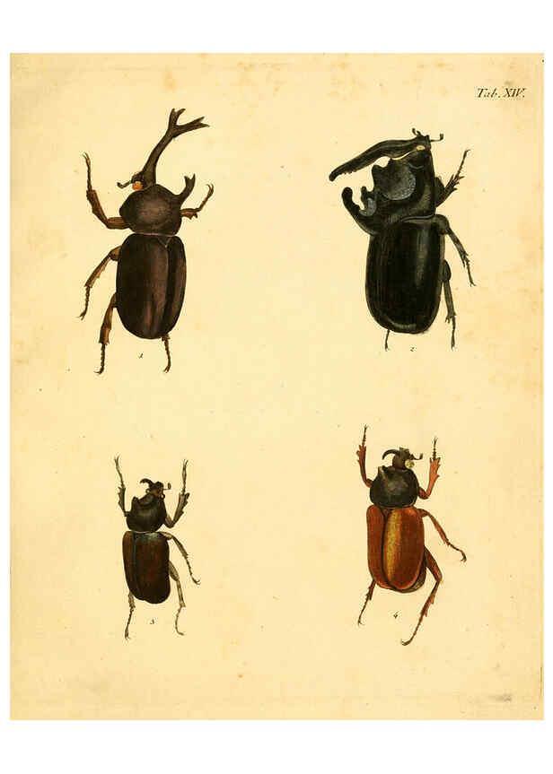 Reproducción/Reproduction 6008782198: Abbildungen zu Karl Illiger's Uebersetzung von Olivier's Entomologie plates Nürnberg :Gedruckt auf Kosten des Herausgebers,1802-1803