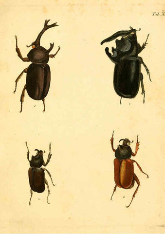 Reproducción/Reproduction 6008782198: Abbildungen zu Karl Illiger's Uebersetzung von Olivier's Entomologie plates Nürnberg :Gedruckt auf Kosten des Herausgebers,1802-1803