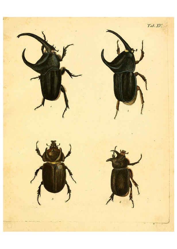 Reproducción/Reproduction 6008234971: Abbildungen zu Karl Illiger's Uebersetzung von Olivier's Entomologie plates Nürnberg :Gedruckt auf Kosten des Herausgebers,1802-1803