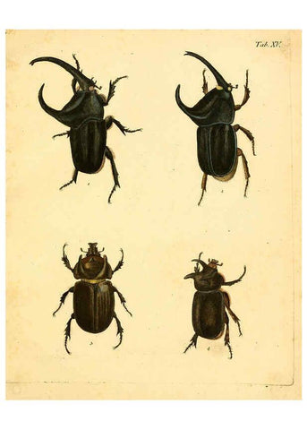 Reproducción/Reproduction 6008234971: Abbildungen zu Karl Illiger's Uebersetzung von Olivier's Entomologie plates Nürnberg :Gedruckt auf Kosten des Herausgebers,1802-1803