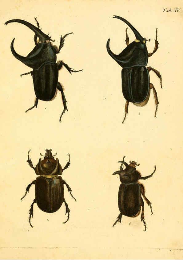 Reproducción/Reproduction 6008234971: Abbildungen zu Karl Illiger's Uebersetzung von Olivier's Entomologie plates Nürnberg :Gedruckt auf Kosten des Herausgebers,1802-1803