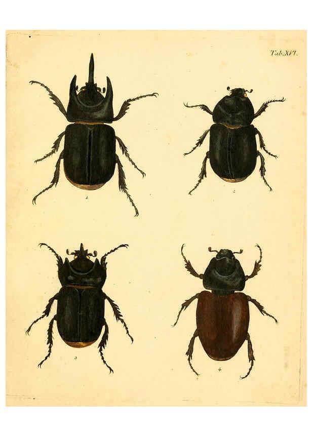 Reproducción/Reproduction 6008235201: Abbildungen zu Karl Illiger's Uebersetzung von Olivier's Entomologie plates Nürnberg :Gedruckt auf Kosten des Herausgebers,1802-1803
